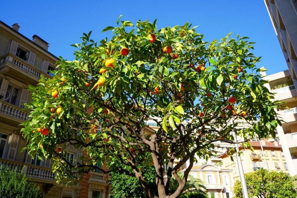 Random orange tree on the street of Monaco